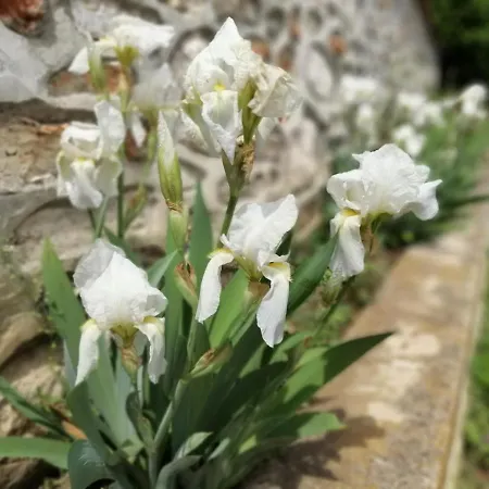 Guest house Къща За Гости Елена Balchik